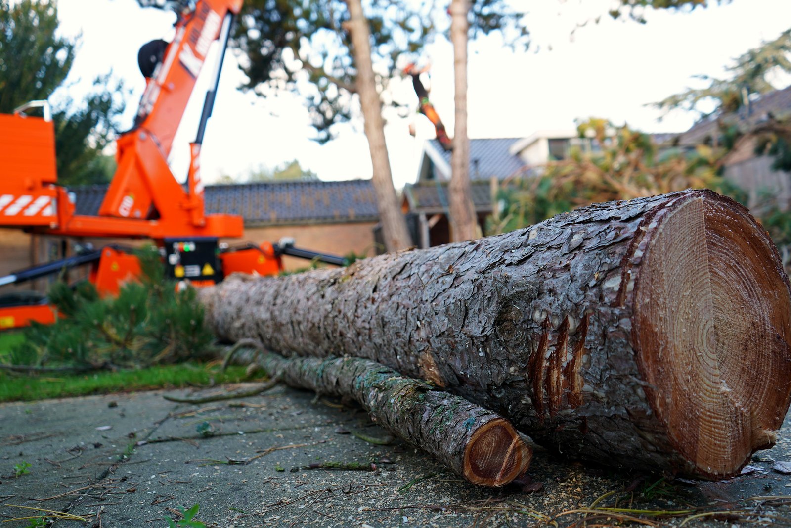 Gezaagde stammen na het verwijderen van een boom