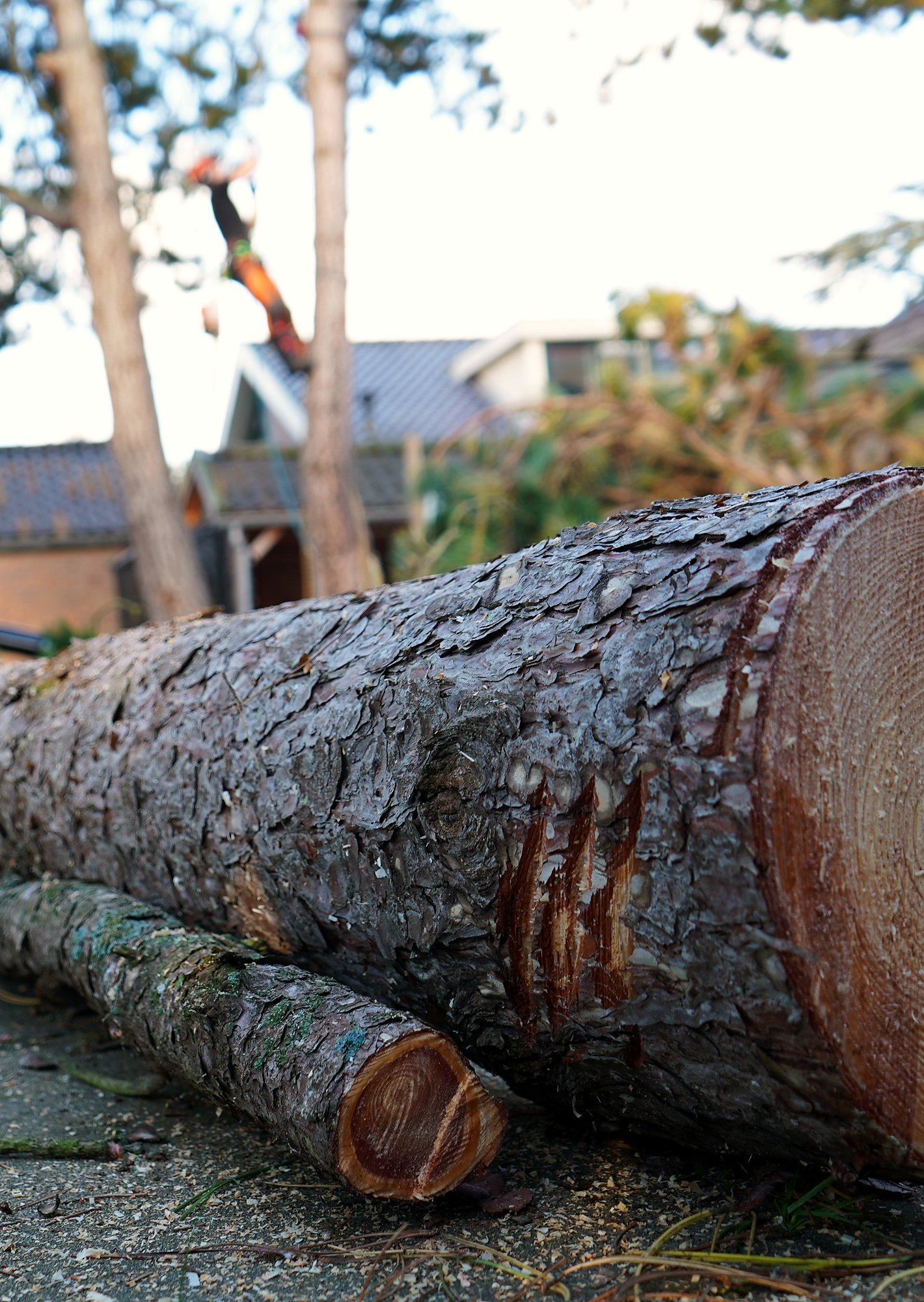 Gezaagde stammen van een verwijderde boom met kraan op de achtergrond