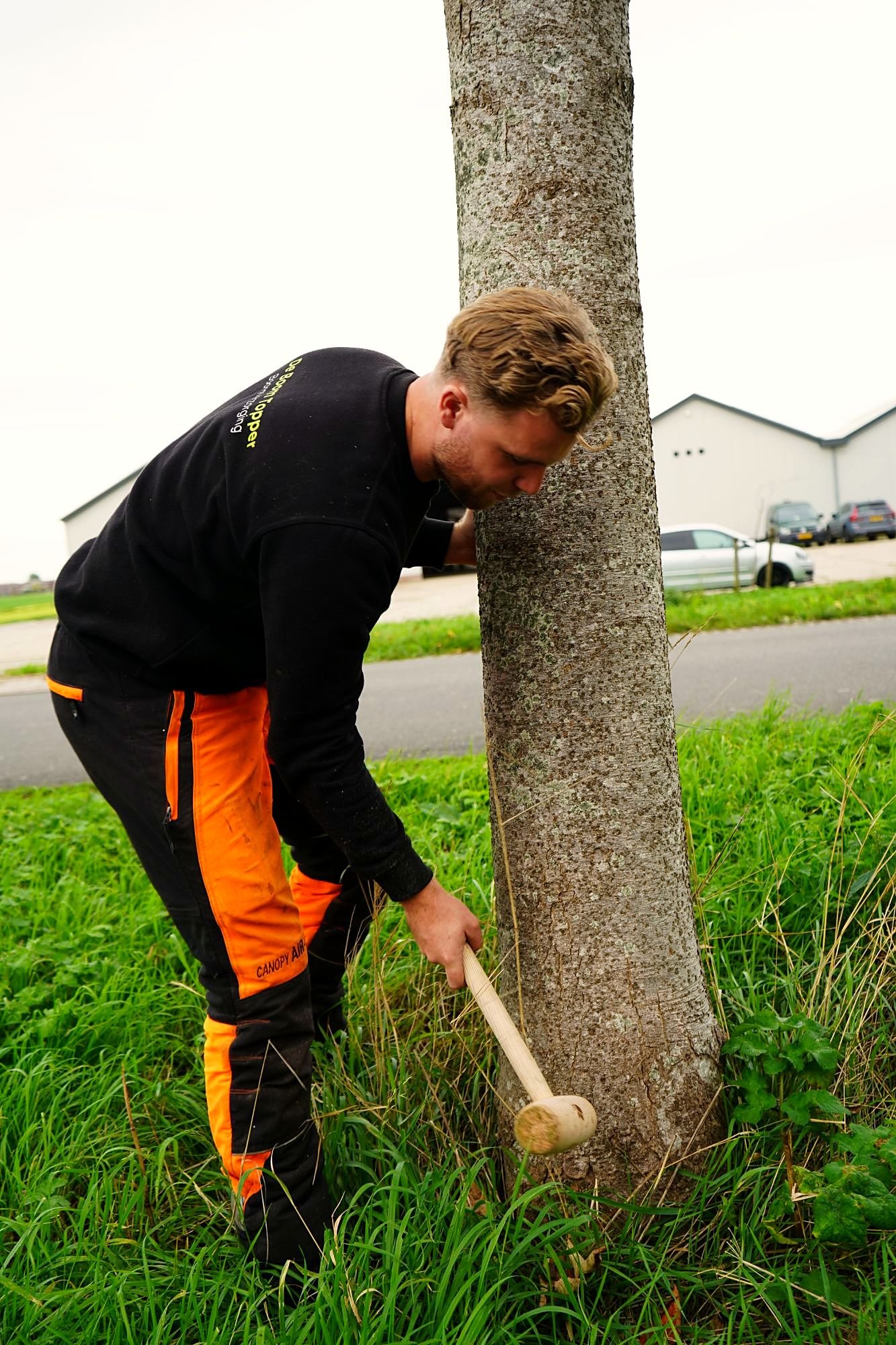 Boomverzorger klopt met een houten hamer op de stamvoet om holtes op te sporen