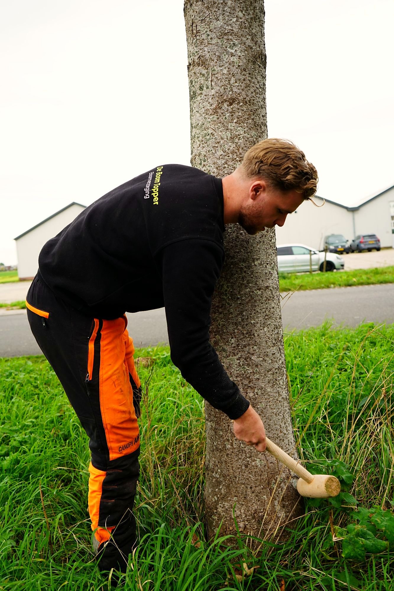 Boomverzorger van De Boom Topper luistert aan de stam tijdens een boomveiligheidscontrole