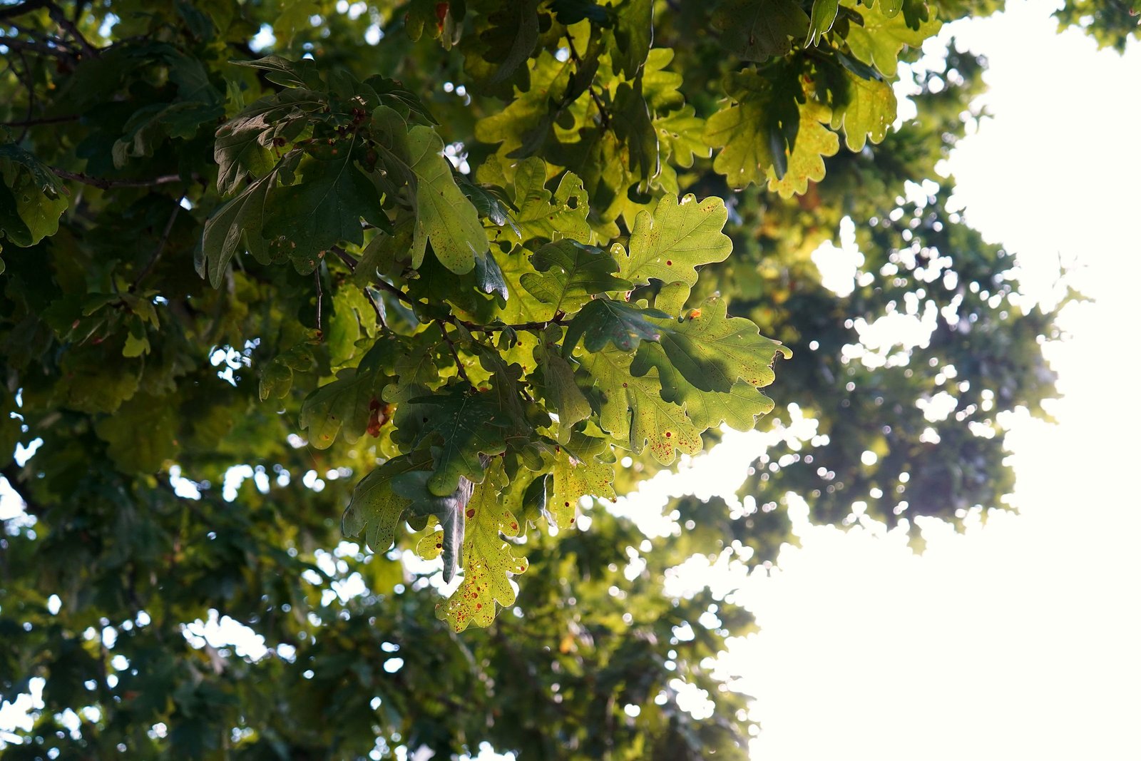 Eikenbladeren tegen de lucht