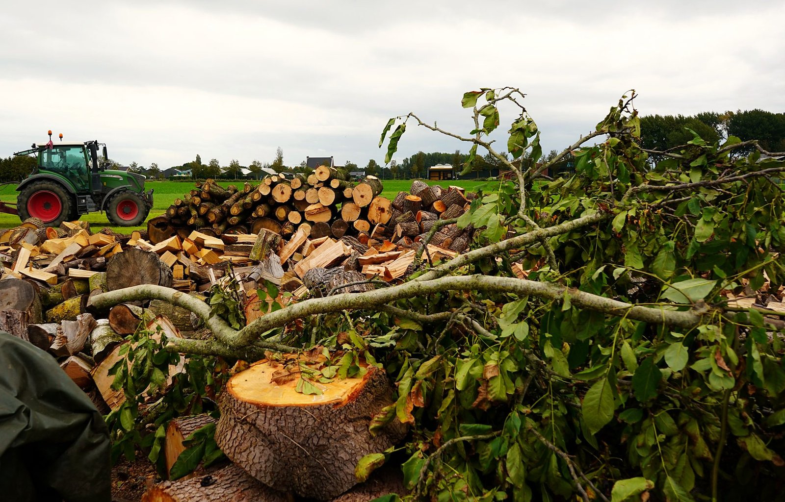 Gezaagde boomstronk met takken en brandhout op de achtergrond