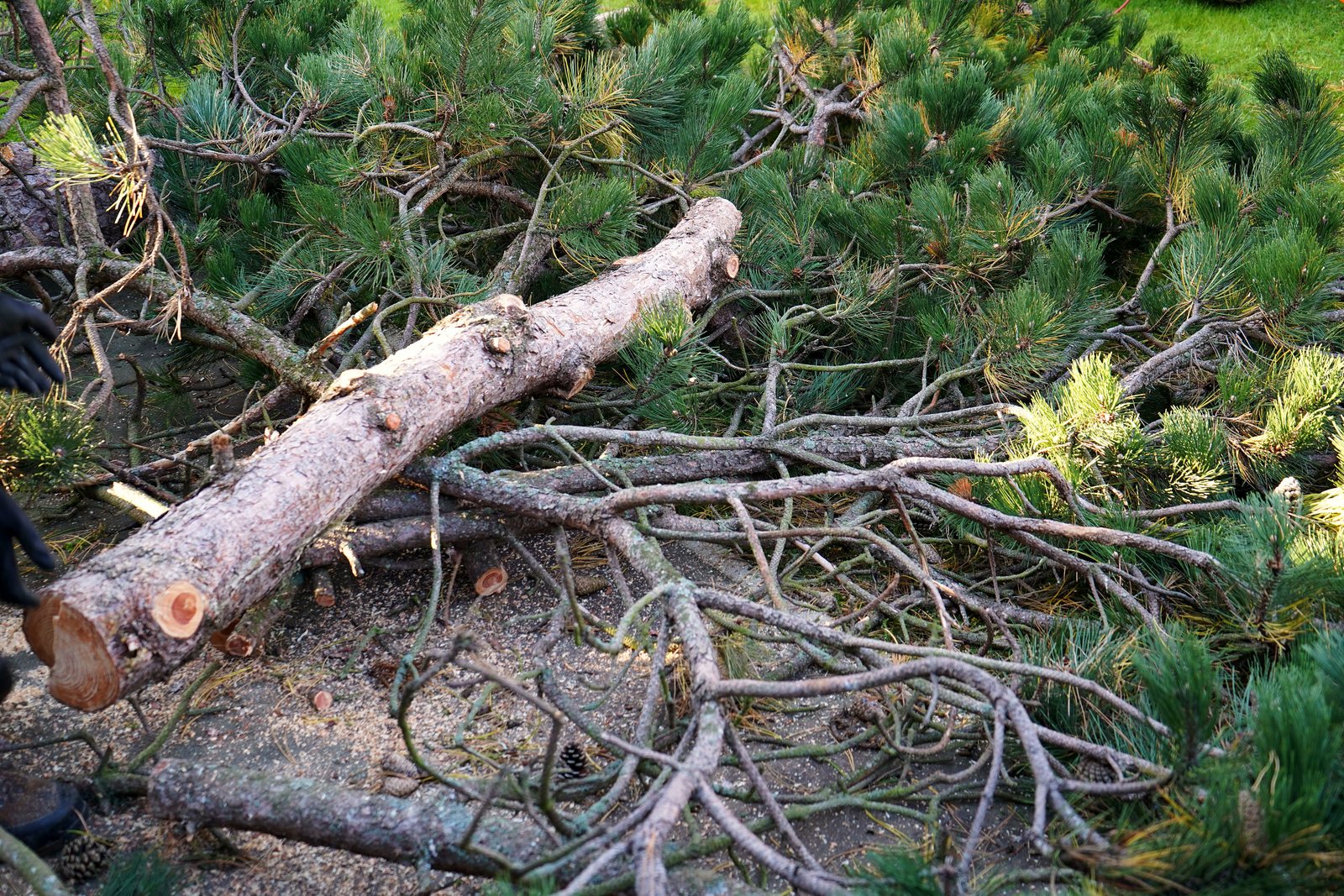 Afgebroken takken en stam in een tuin na stormschade